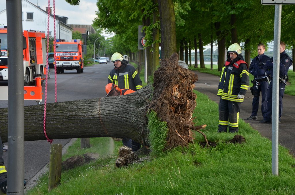 Baum auf Fahrbahn Koeln Deutz Alfred Schuette Allee Mole P617.JPG - Miklos Laubert